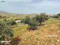y-blash-mzraa-gahzh-mrtfaah-okashfh-mshgrh-omkhdomh-small-4