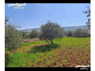 ي بلاش مزرعة جاهزه مرتفعه وكاشفه مشجره ومخدومه