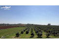 ard-fy-hsban-aal-sharaa-madba-alghrby-kryb-mn-alsharaa-alryysy-okryb-mn-algamaa-alalmany-skn-a-small-2