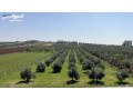 ard-fy-hsban-aal-sharaa-madba-alghrby-kryb-mn-alsharaa-alryysy-okryb-mn-algamaa-alalmany-skn-a-small-0