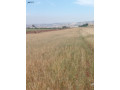 ard-mmyz-llbyaa-fy-mokaa-astratygy-byn-aaman-omadba-small-1