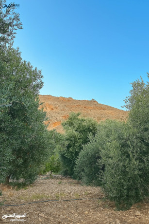 ard-llbyaa-bsaar-mmyz-ard-mtl-aal-sd-oady-kfrng-oaal-mdyn-kfrng-oaal-gbal-mdyn-flstyn-alhbyb-big-2