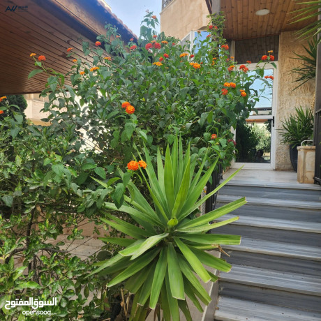 shk-ardy-llbyaa-big-1